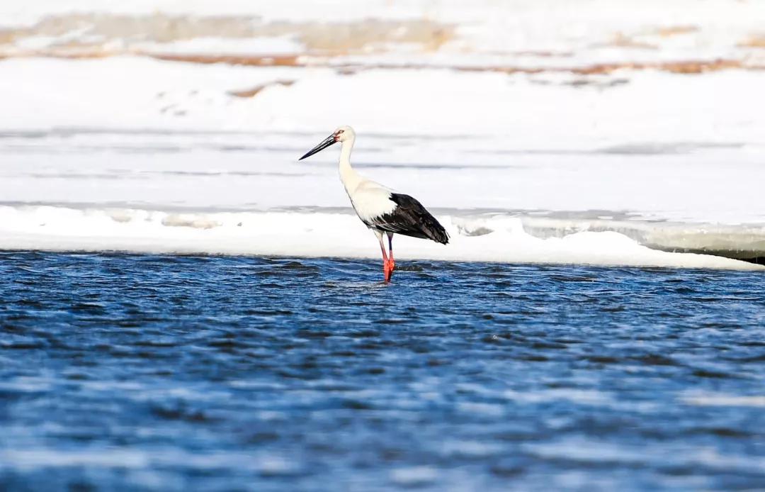 东北三省最适合宜居的城市,东北三省宜居养老城市
