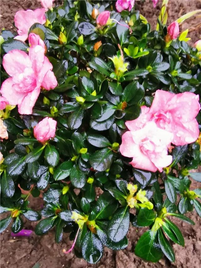 什么肥料能促进叶子生长,叶子施肥的方法