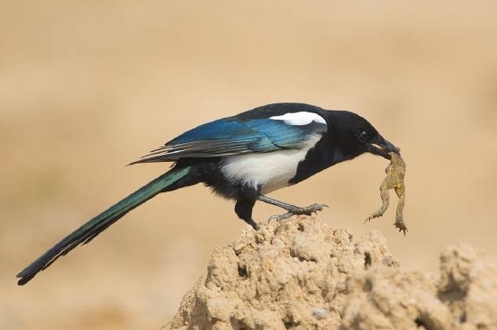 喜鹊吃麻雀幼鸟,喜鹊吃麻雀幼鸟吗