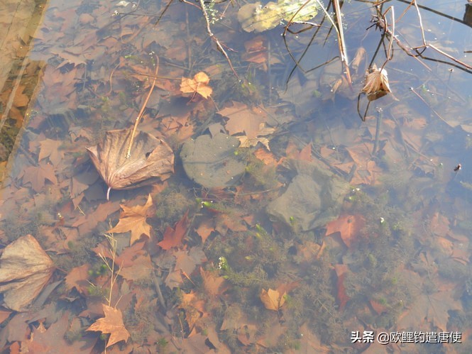 话说欧鲤钓诱饵篇,枯叶钓组和线辫钓组区别