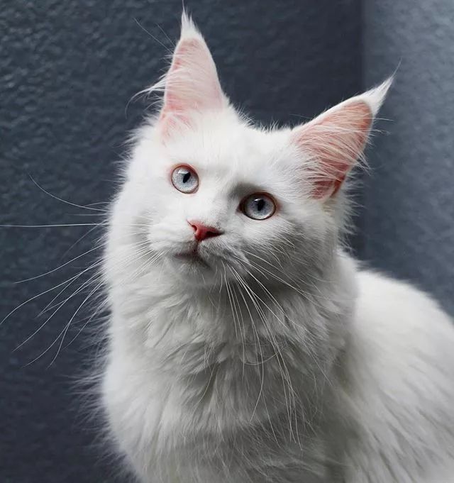 贵族阿比西尼亚猫,神秘的波斯猫