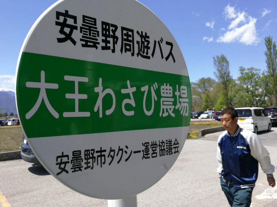 一周狼狈吃了两根山葵的人，终于去了安昙野大王山葵农场