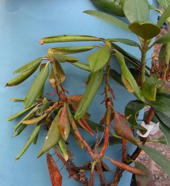 杜鹃花掉叶了就剩光杆怎么处理,杜鹃花掉花蕊