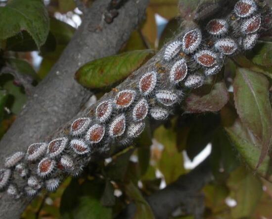 平安树的常见病害,平安树的各种病害图片