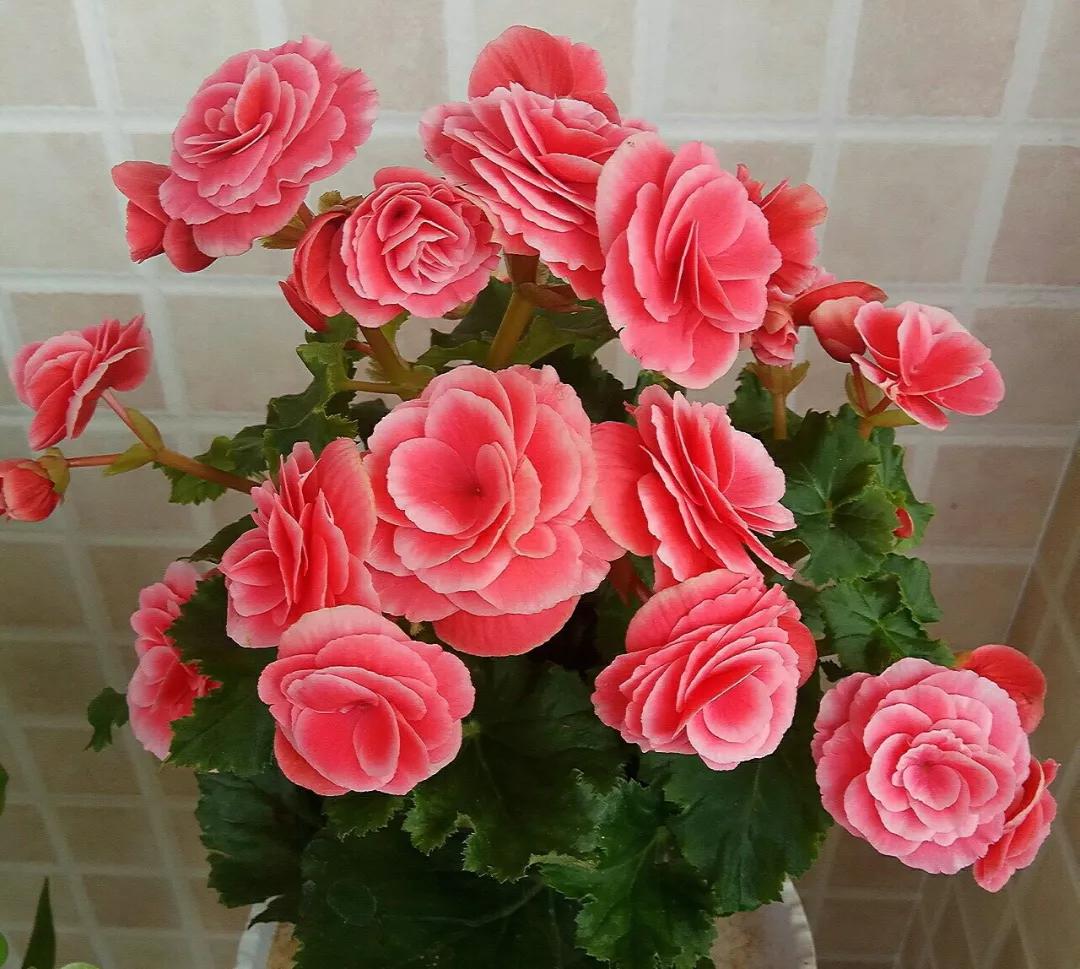 什么花最好养最耐阴,什么花最好种又耐阴