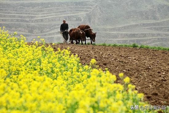 惊蛰春雷一声响万物齐生,惊蛰春雷万物生下一句