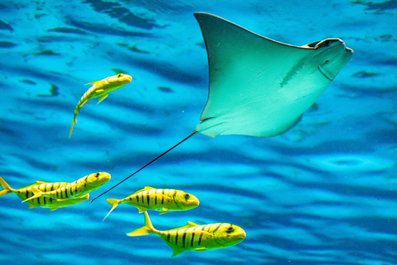 三亚学潜水机构推荐,三亚学潜水哪个最专业