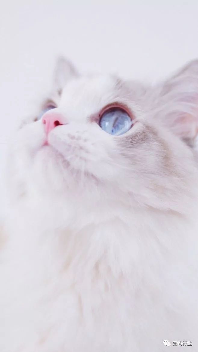 猫头部神经疾病,猫脑神经受损的原因