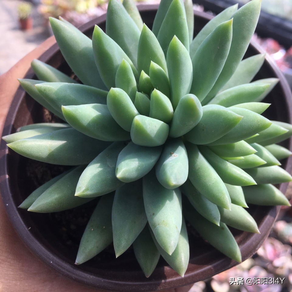 多肉赤腐病处理方法,多肉赤腐病的克星