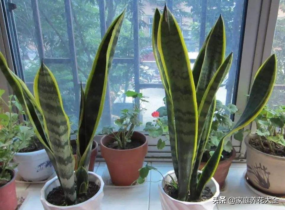 虎皮兰叶片有干瘪的地方怎么回事,虎皮兰的叶子干瘪怎么补救