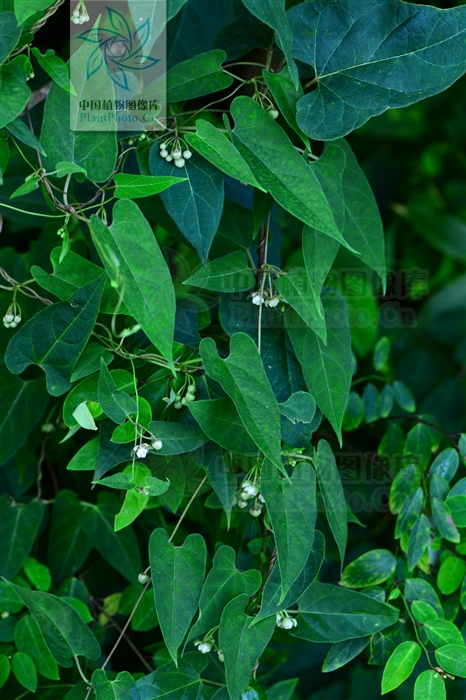 托腰散,托腰散的功效