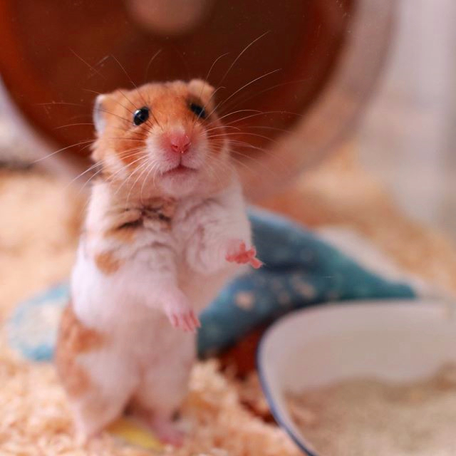 仓鼠和公鼠相处,仓鼠是怎么一步步适应过来对主人