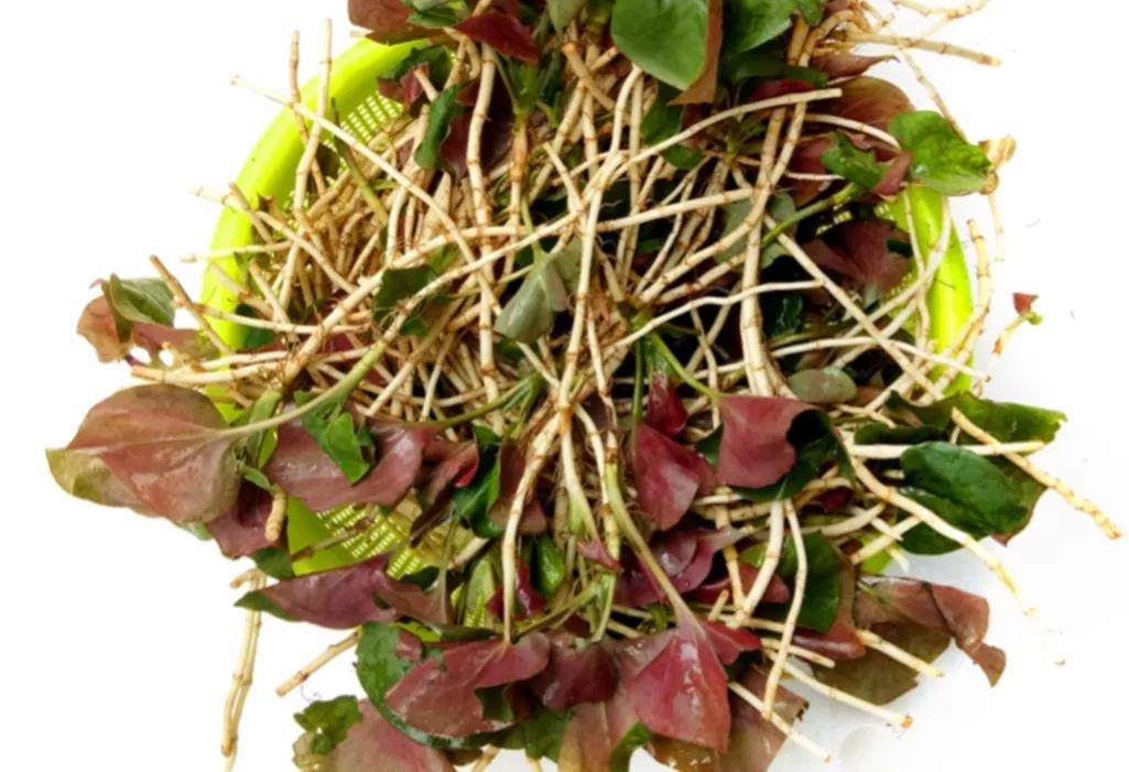 世界臭的美食有哪些,世界最臭食物排行指数