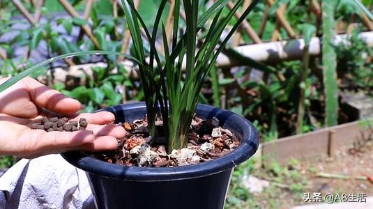 每日一品兰花价格,每日一品茶叶