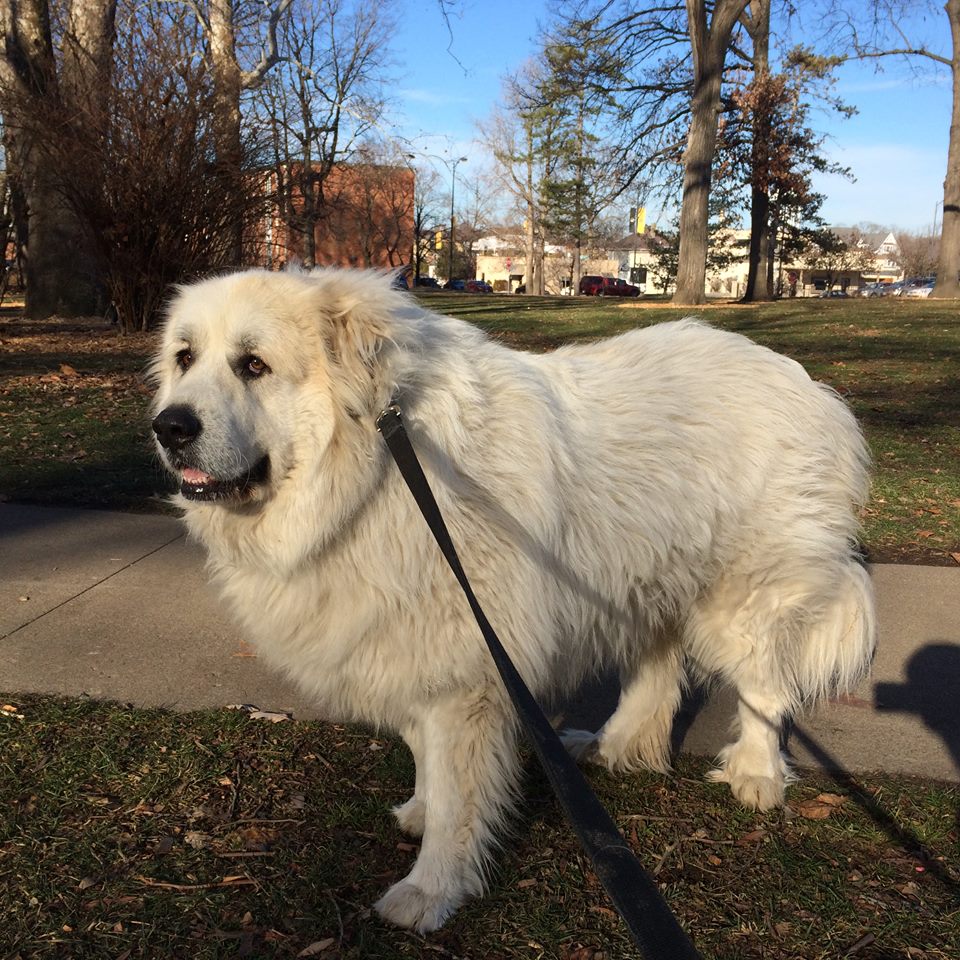 狗界无攻击性的三大犬,建议穷人养的10种便宜狗大型犬