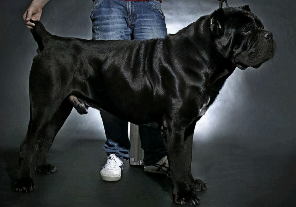 卡斯罗犬可以养吗,卡斯罗犬值得养吗