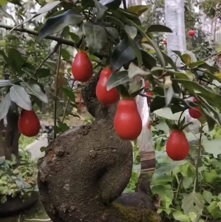 重庆适合养什么盆景,重庆顶级盆景欣赏