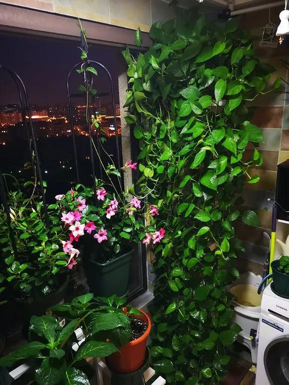 吸甲醛最好的十种花,甲醛潜伏