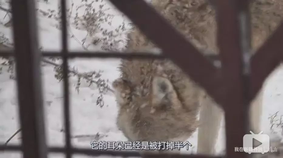 养狼disco：我在*疆新**，把狼养成了哈士奇