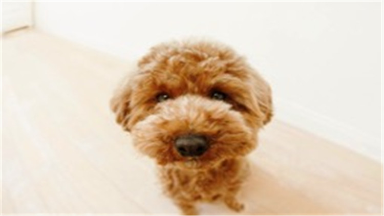 怎么养贵宾犬的方法大全,贵宾犬怎么养最好