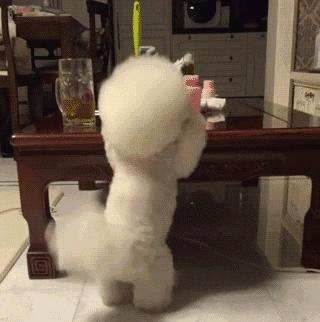 比熊这朵棉花糖，圆圆白白胖胖，是我的初恋情狗没错了