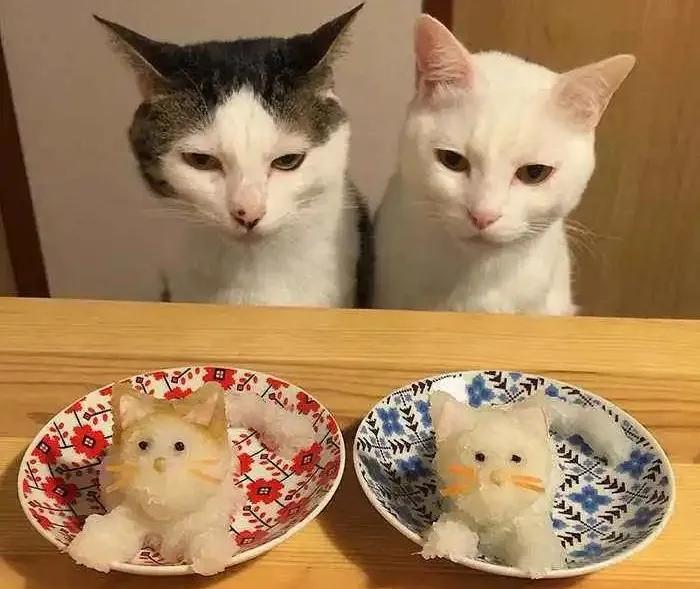 新手铲屎官怎么选猫粮,铲屎官必备的猫粮推荐