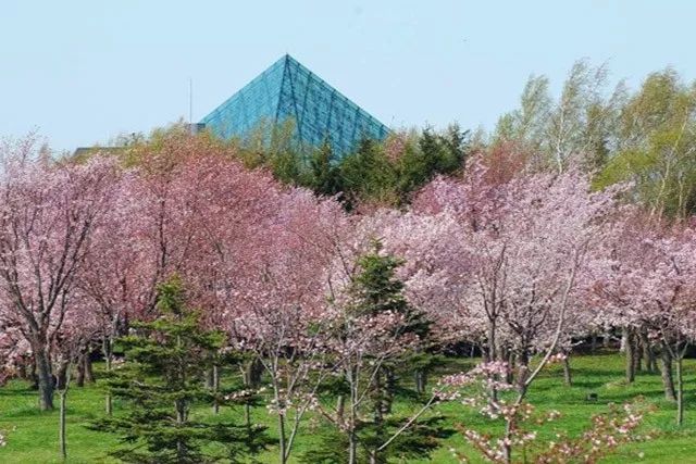 等你盛开，北海道之樱（文末也有福利在等你）