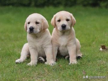 怎么选一条好的拉布拉多犬,如何挑选一只性格好的拉布拉多犬