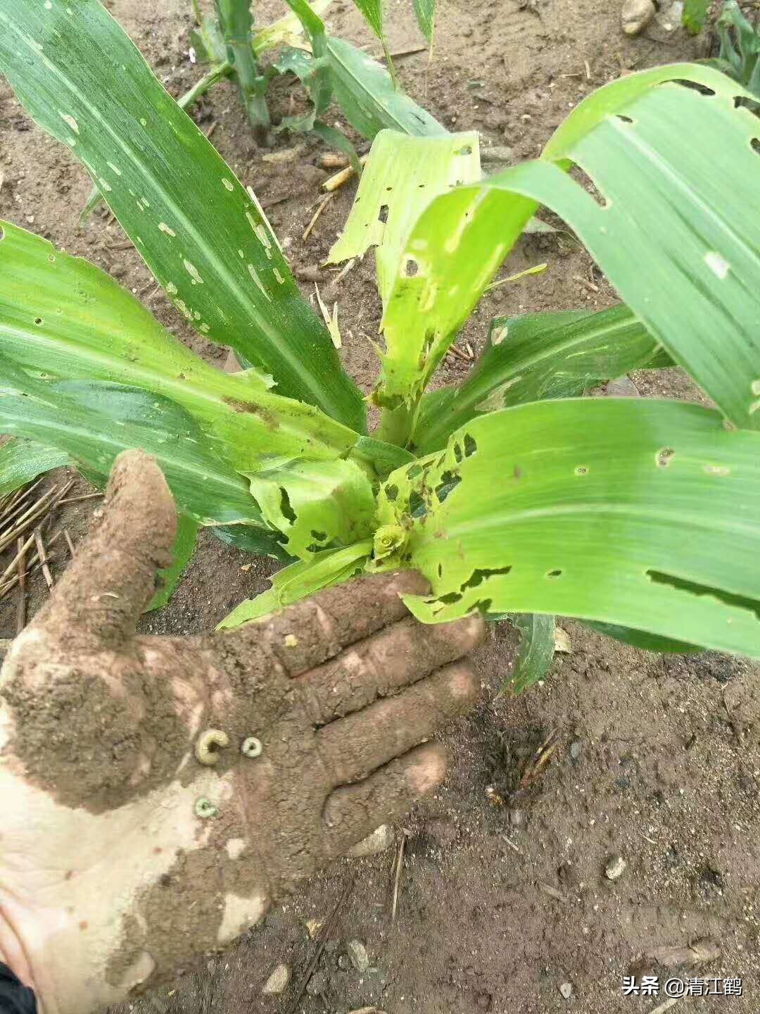 施用除草剂什么时候效果最好,苗前除草剂的效果受哪些因素影响