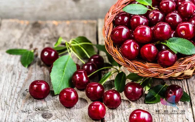 车厘子樱桃菠萝凤梨,车厘子樱桃猕猴桃奇异果