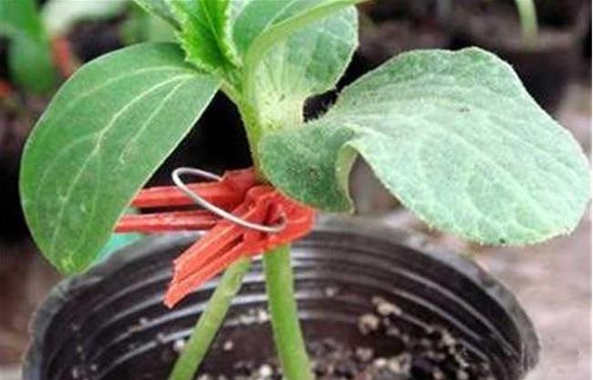 黄瓜育苗子叶发黄怎么回事,黄瓜嫁接后三天接穗蔫了怎么办