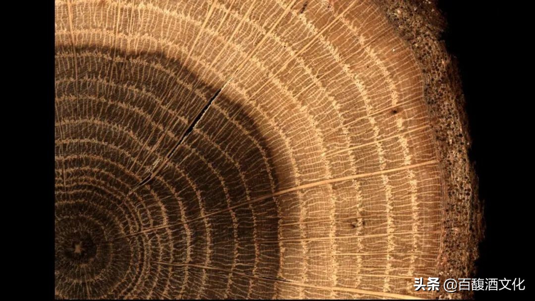 橡木桶从什么时期开始用的,橡木桶的历史