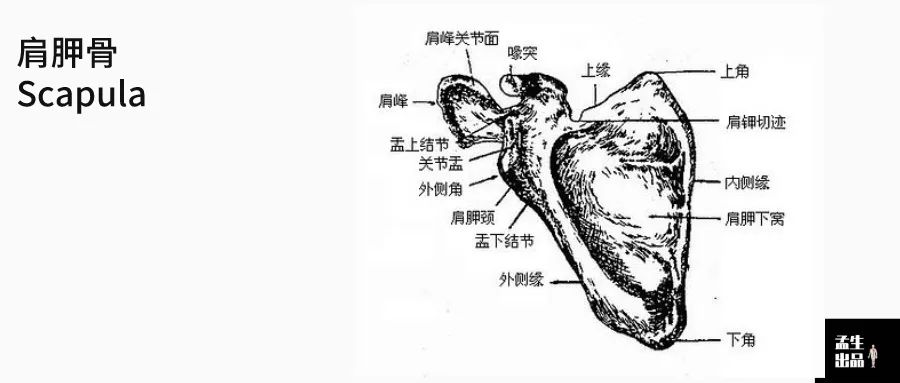 肩关节与肩胛骨的结构图,肩胛骨深层肌肉解剖图