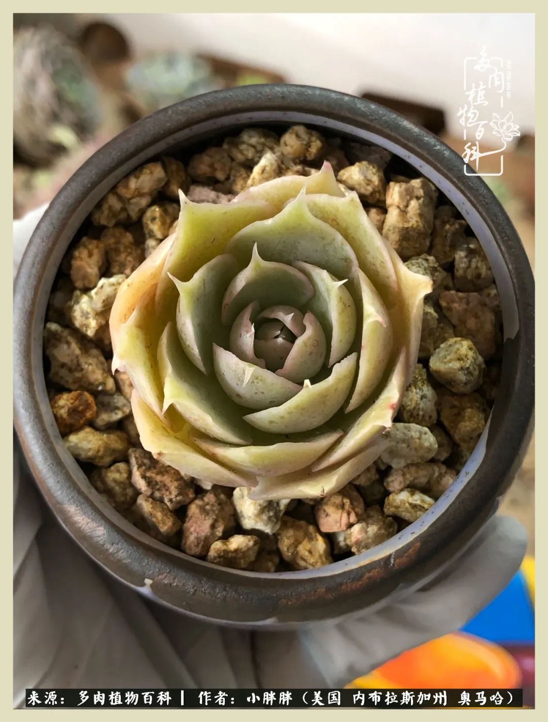 多肉小白入坑攻略,多肉小白2个月成功入坑