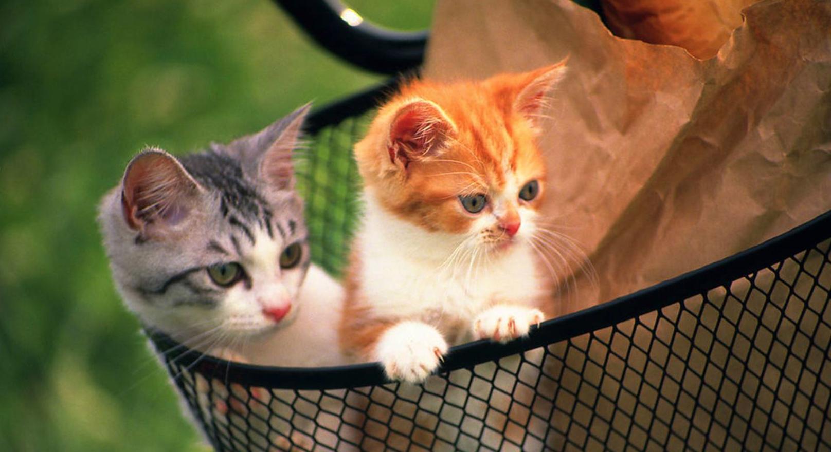 猫咪也有抑郁症吗,猫咪也有什么烦恼呢