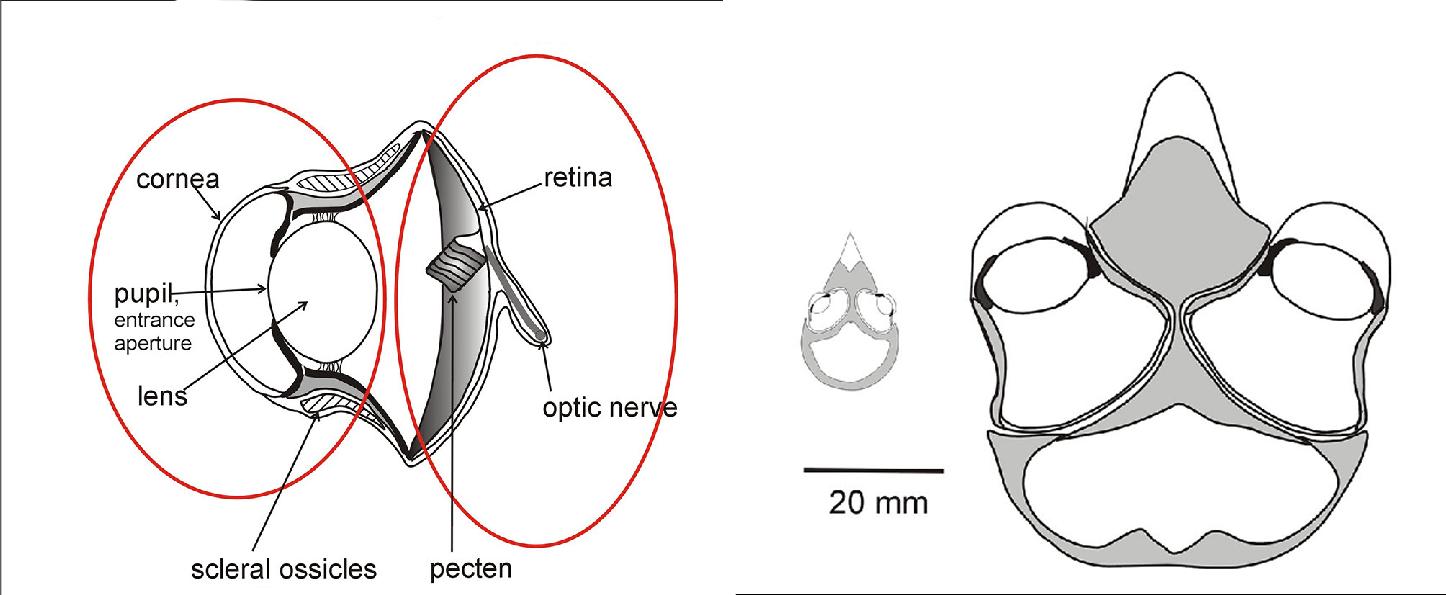 人的眼睛在动物界的水平,人的视力在动物界排名