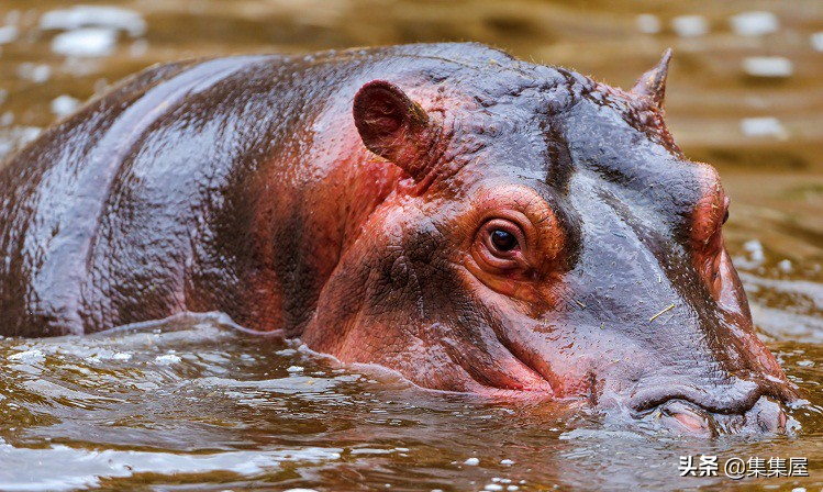 来自动物世界的22个有趣事实,动物世界中有什么有趣的现象