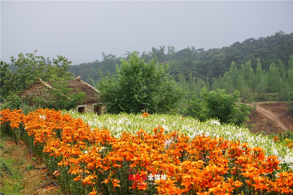 以花为媒惠美“泰山•百合和园”田园综合体花开最美乡村