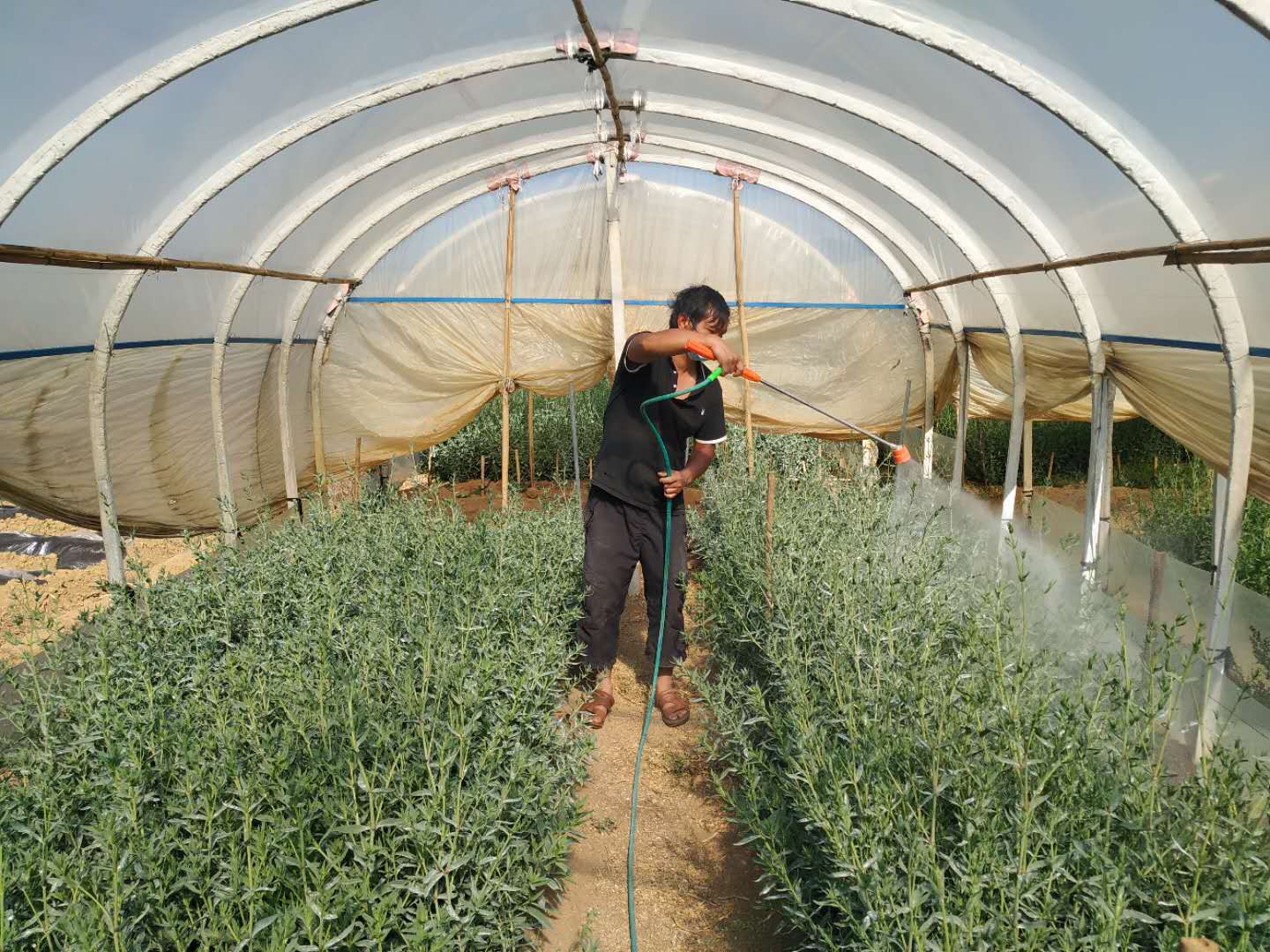 满天星烂苗是怎么回事,满天星白斑病