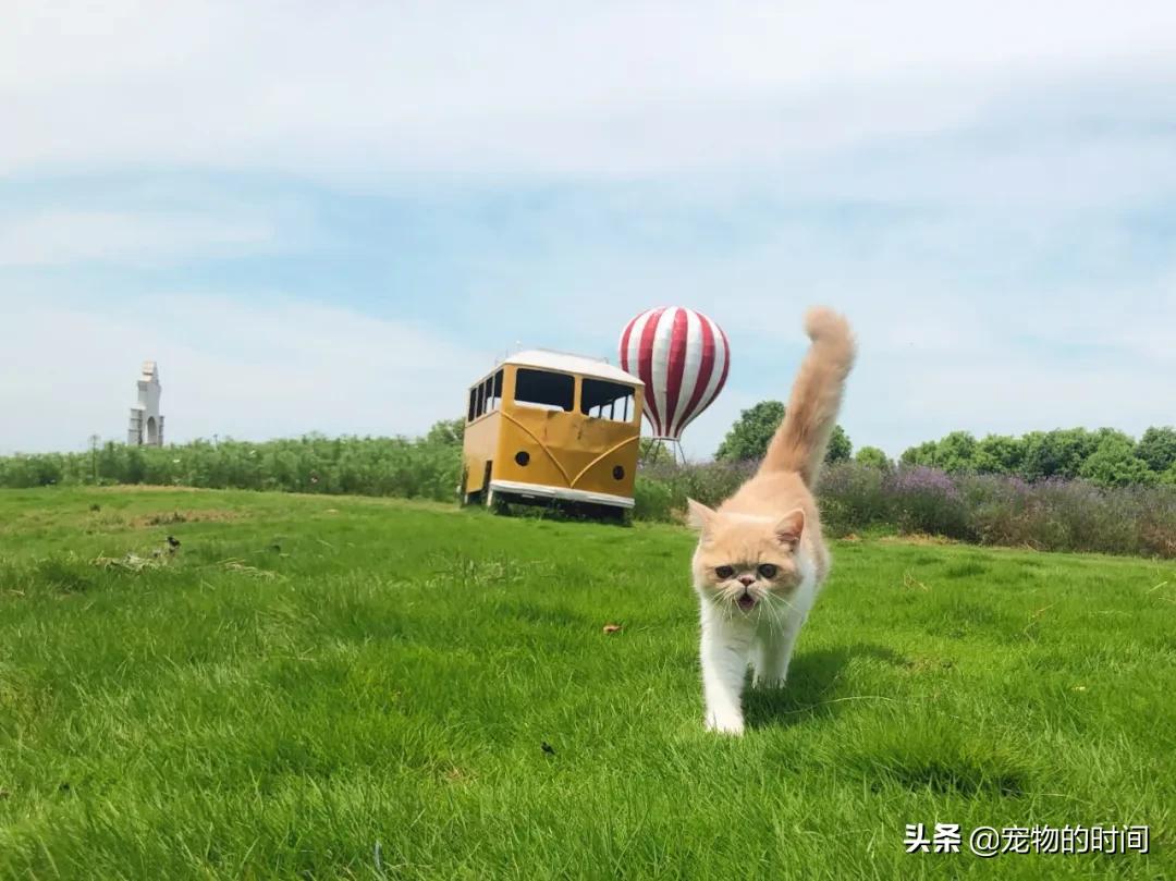 新手养成年猫咪的基础知识,养猫咪新手入门必备知识100个