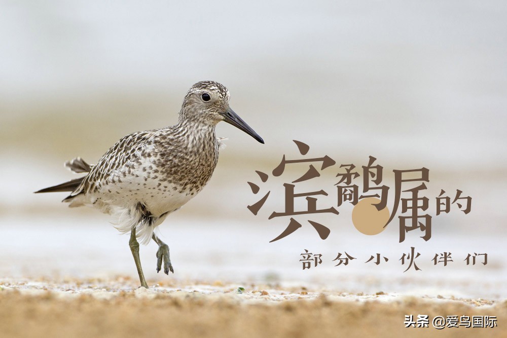 来认识一下滨鹬属的小伙伴们