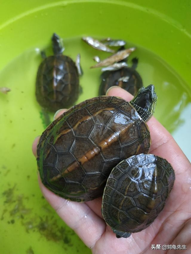 乌龟清肠到哪种程度属于清肠完成,乌龟冬眠前为什么要清肠