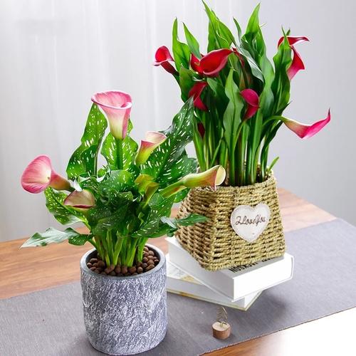 这5种花特别耐涝越浇水越会爆盆,容易浇死的6种花