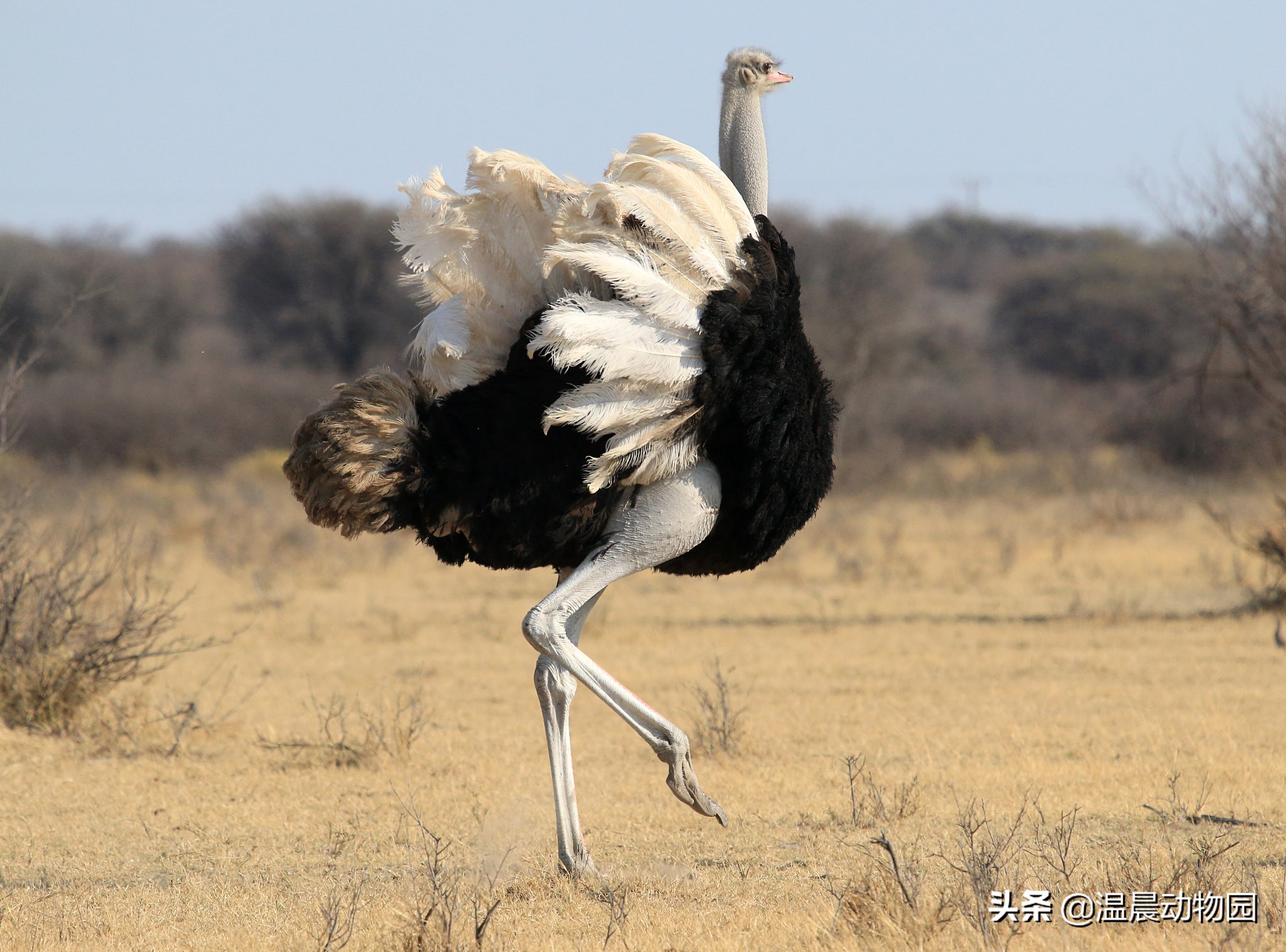 鸵鸟遇到危险会把头埋到沙子里吗,鸵鸟真的会将头埋在沙土里吗