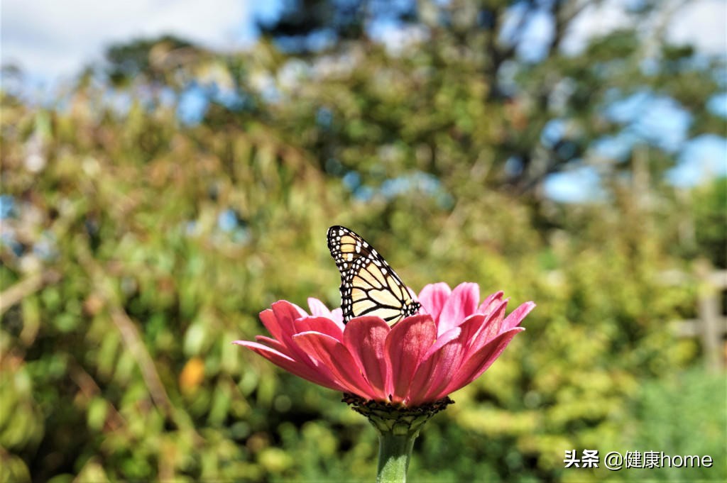 新西兰霍比特人村攻略,新西兰霍比特蓝泉一日游