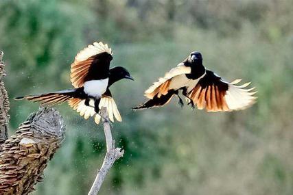 高中常见书写错误,小学生常见易错字巧记法