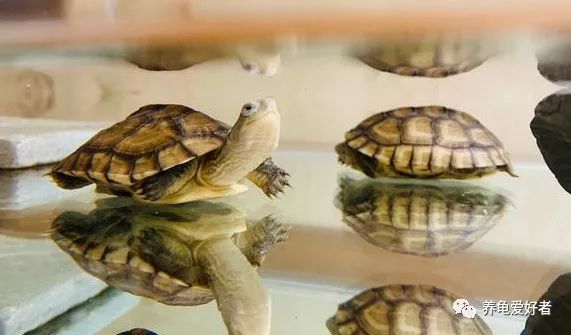如何判断龟多大年龄,如何知道龟是男是女