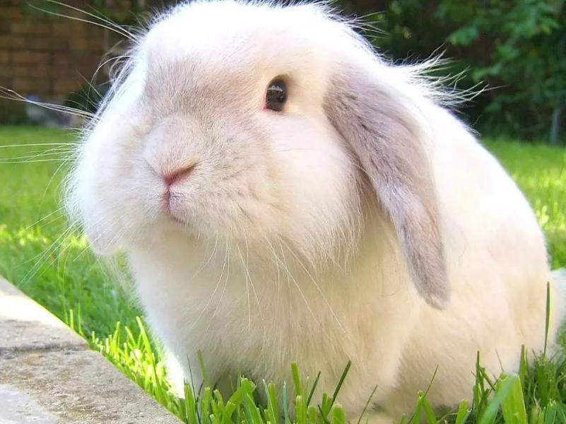 什么宠物兔最可爱最好养,最受欢迎十大宠物动物