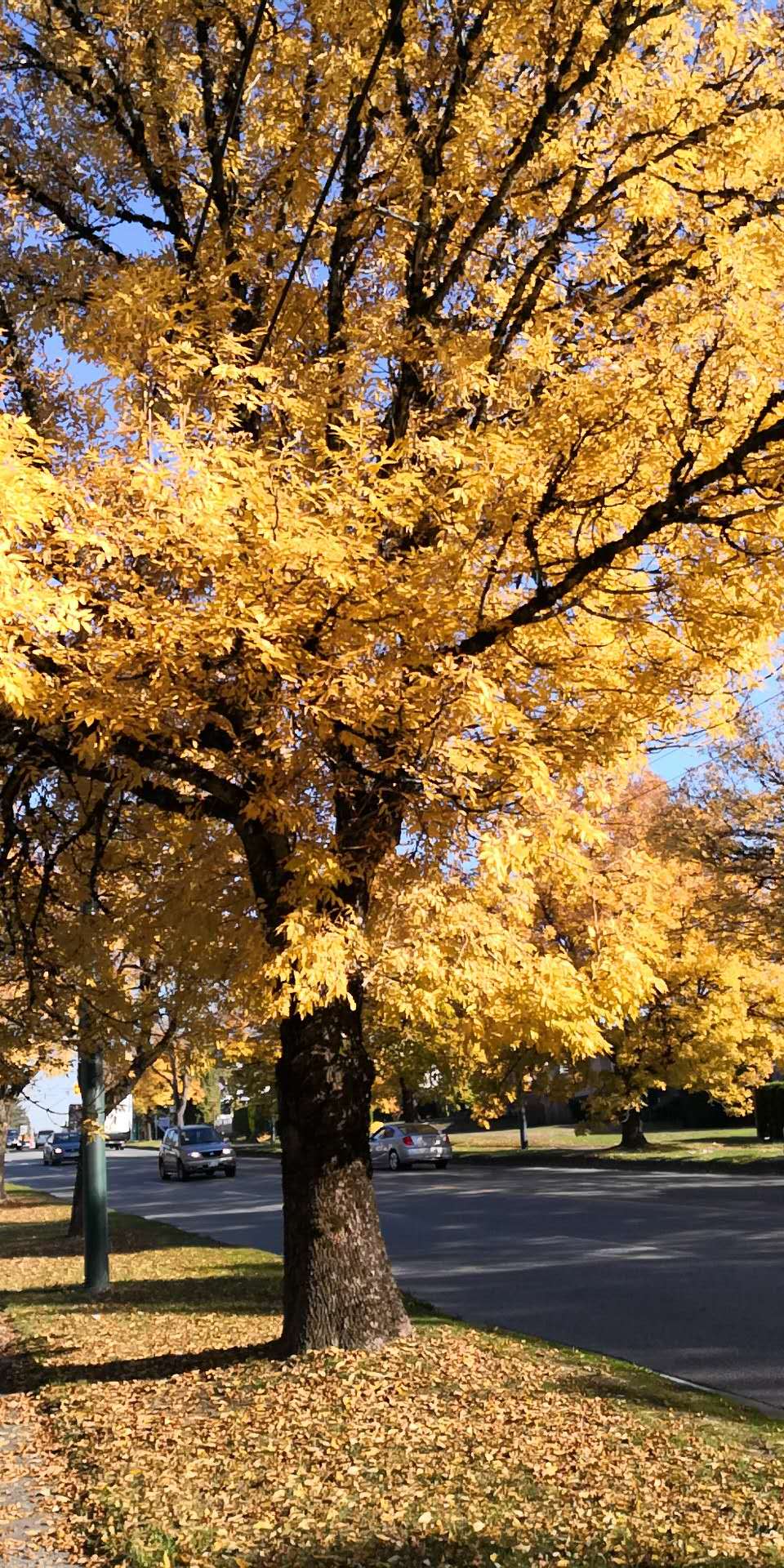 温哥华基本情况,温哥华位置时区