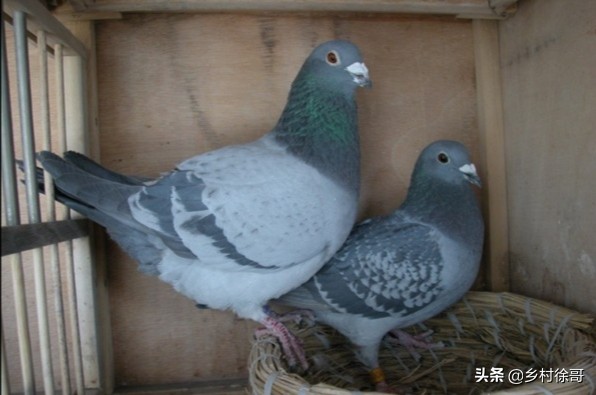 信鸽营养价值及功效,信鸽粪便识鸽病及用药